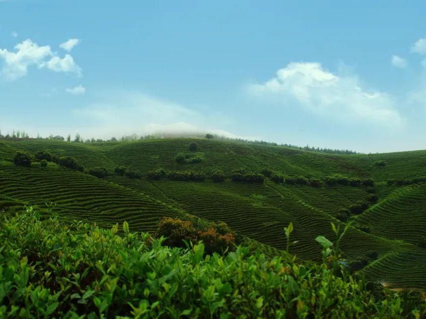 高山茶与台地茶的区别及其影响茶叶品质的因素
