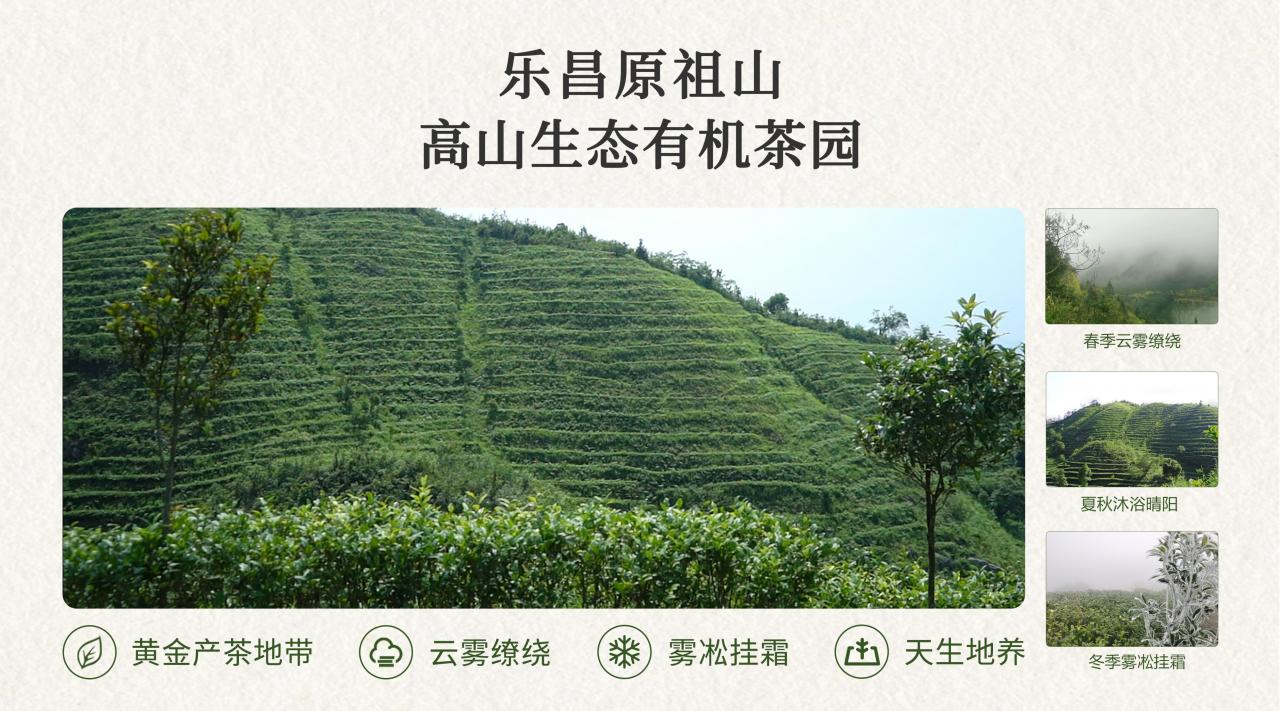 高山茶与台地茶的区别及其影响茶叶品质的因素