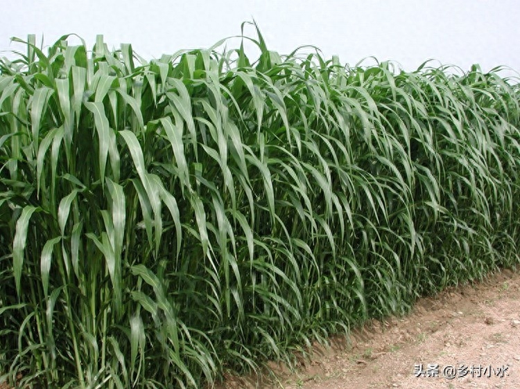高丹草种植方法与养殖效益，高产高粱属牧草
