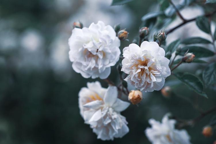 白蔷薇花语：浪漫爱情与纯洁渴望的象征