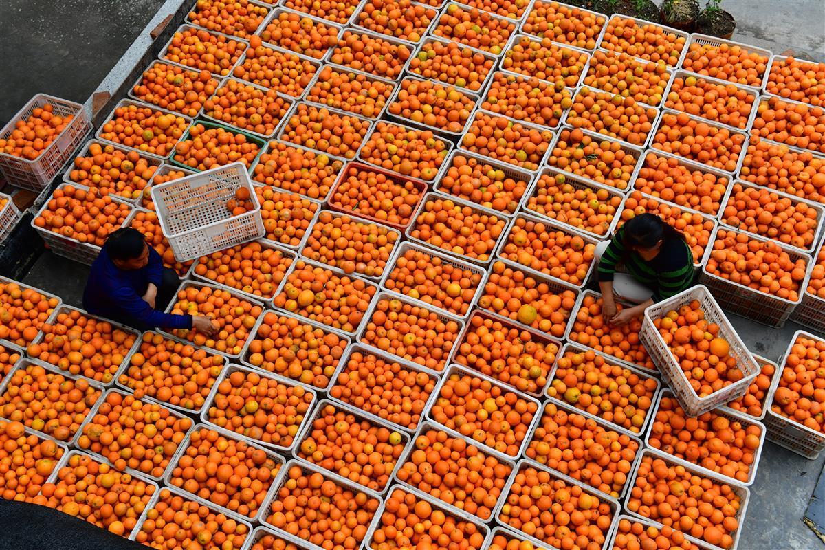 湖北秭归县：乡村振兴路上的“金凤凰” 秭归脐橙产业实现提质增效