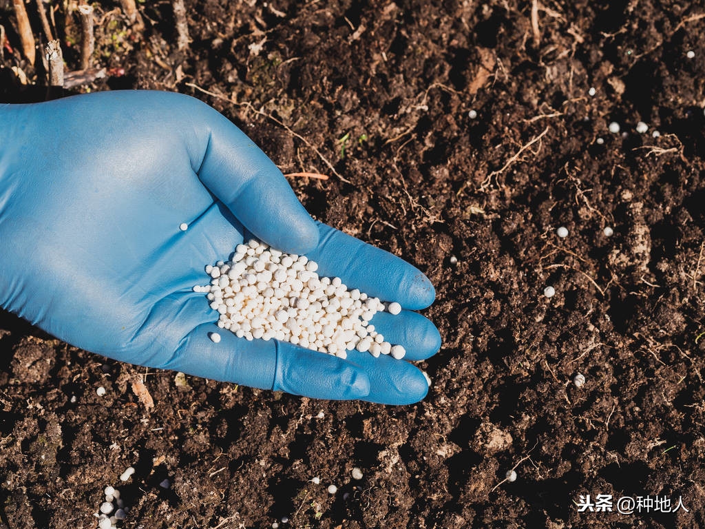 氮肥的作用、分类和过量危害，如何正确使用氮肥