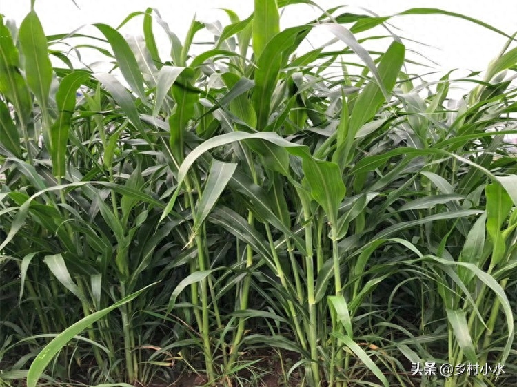 高丹草种植方法与养殖效益，高产高粱属牧草