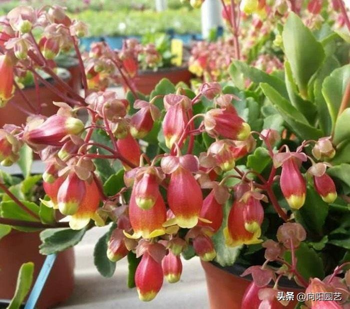宫灯长寿花观赏独特，一年四季开花，价格便宜易养！