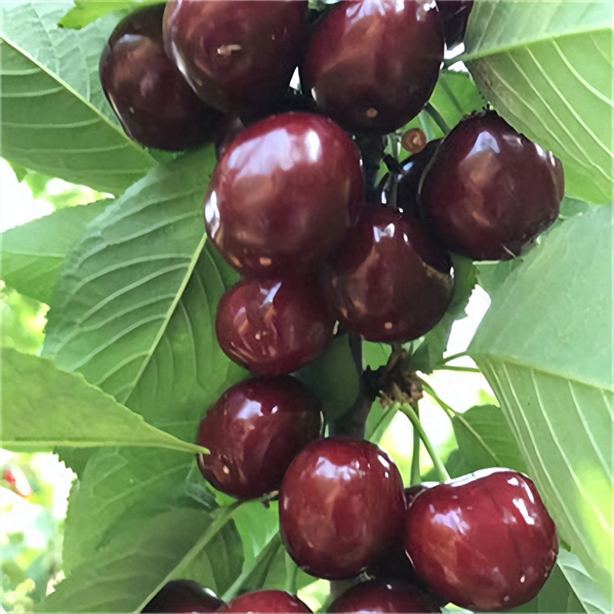 紫黑色的樱桃——烟台黑珍珠樱桃的健康益处和种植技术
