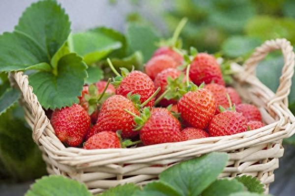 最受欢迎的减肥食物大揭秘！苹果、草莓、木瓜...哪一种最适合你？