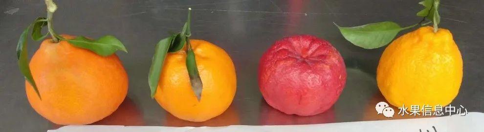 种植五颜六色柑橘美人，了解绿美人、紫美人、黄美人和红美人