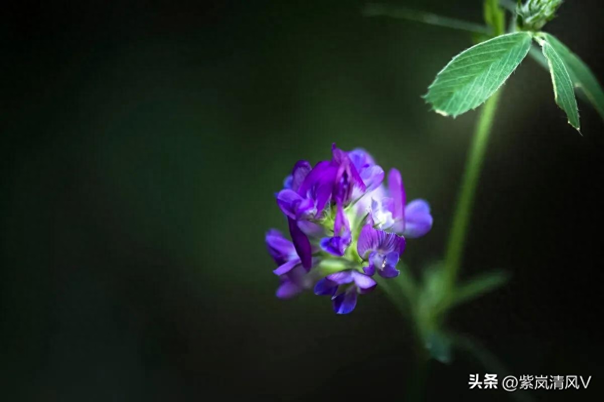 新疆牧民喜爱的紫花苜蓿，带来春天的味道
