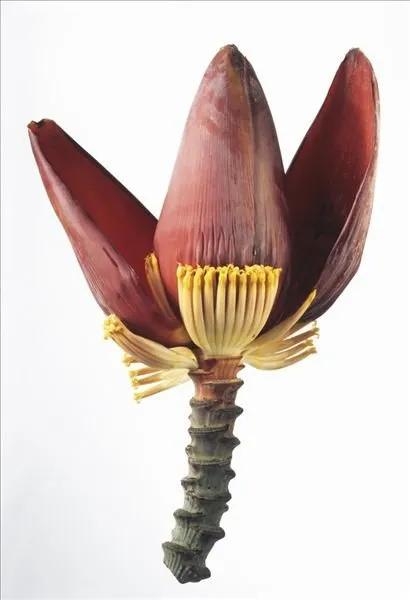 香蕉花的结构与特点，香蕉花的用途和烹饪方法