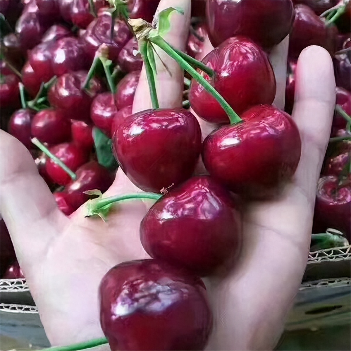 紫黑色的樱桃——烟台黑珍珠樱桃的健康益处和种植技术