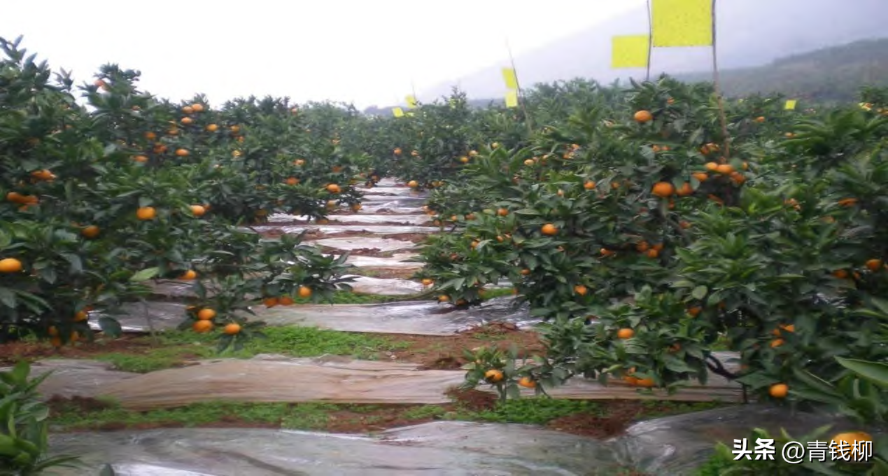 南充市柑橘栽植技术与品种选择，助力乡村振兴，迎接绿色高效果品时代