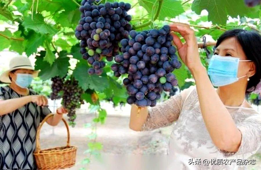 茶淀玫瑰香葡萄：中国最大的玫瑰香葡萄集中连片生产基地
