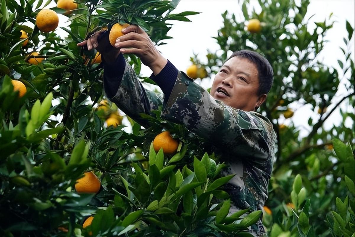 柑橘栽培管理技术及水分管理与防冻方法