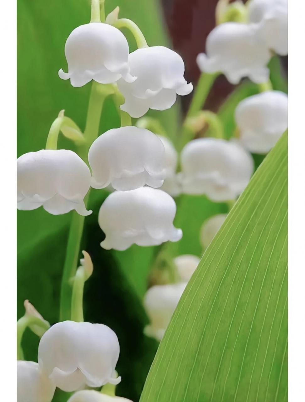 五月北欧幸运花，铃兰芬芳馨香，带你感受纯洁幸福的象征