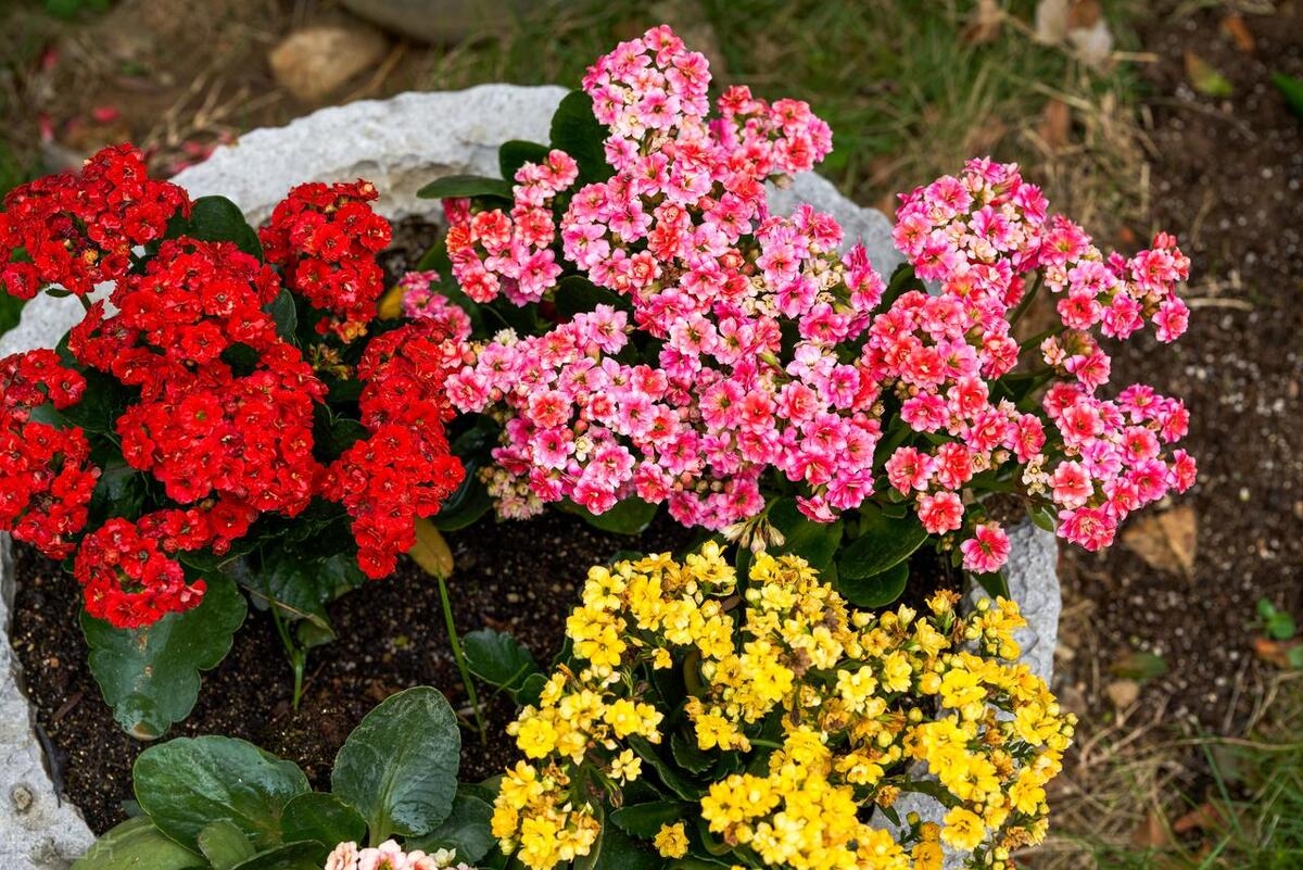 长寿花的开花季节及日常养护方法，打造美丽健康的观赏植物