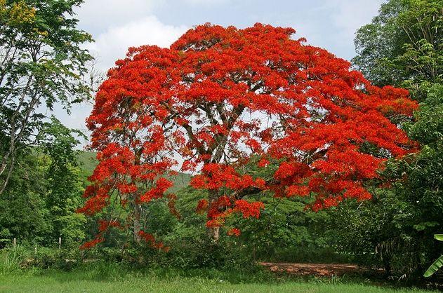南方观赏树种凤凰木的植物学特点及主要用途