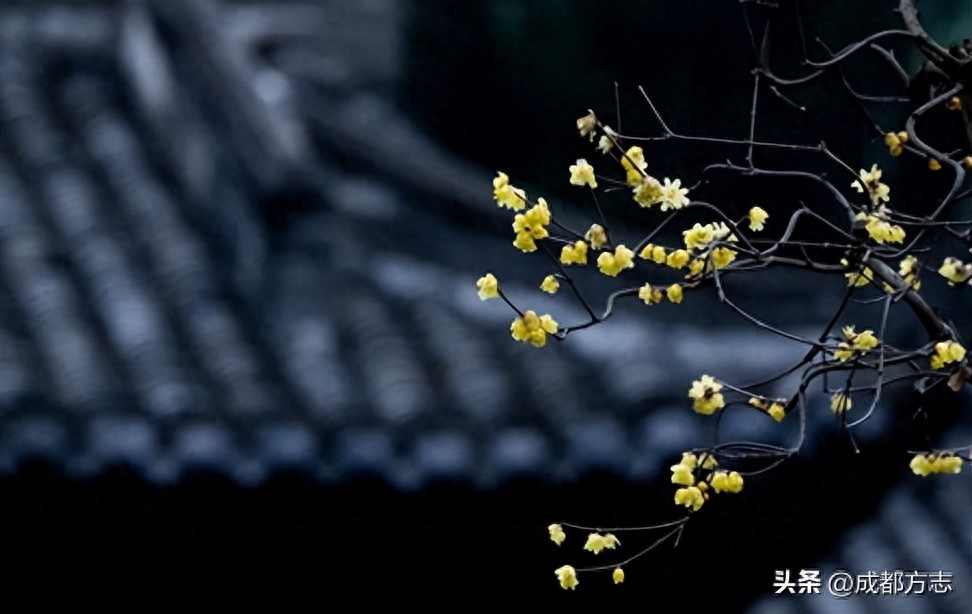 四川蜡梅种植历史与命名之谜，你了解吗？