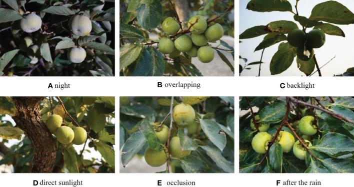 水果和蔬菜生产管理的自动化与智能运营——高效准确的绿色目标水果分割算法的研究-安远脐橙