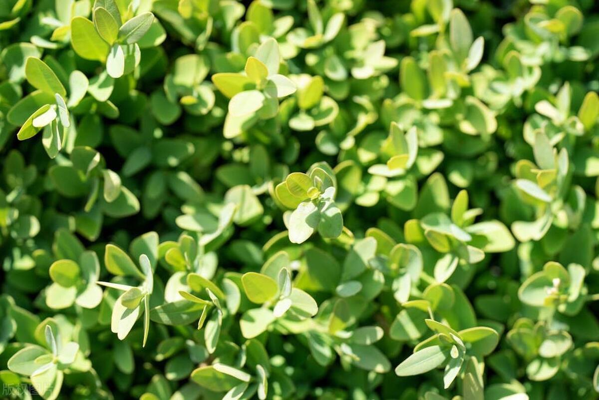珍珠黄杨养殖方法及注意事项，易养护观叶植物推荐