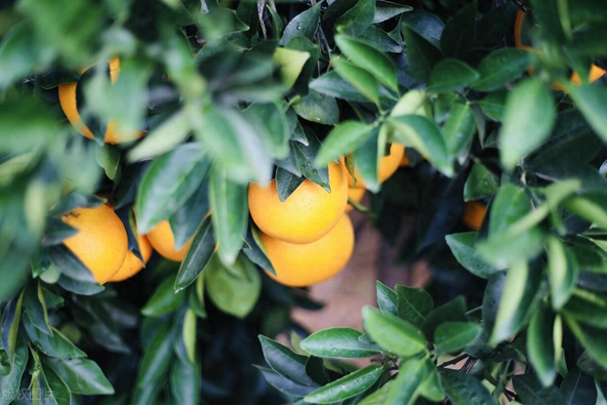 赣南脐橙：品质优越的金色之选，畅享健康美味