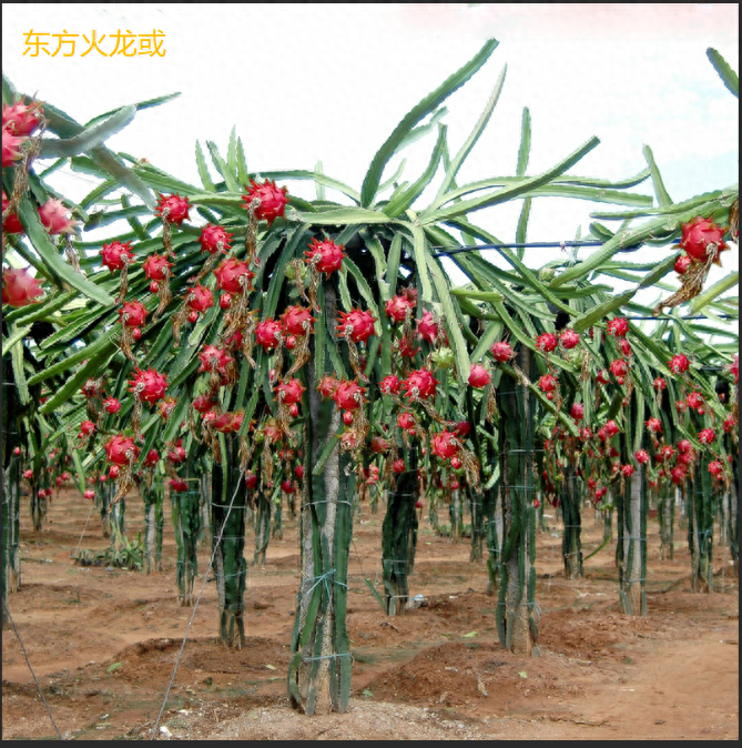 海南特色热带农特产品代表解读，火山口荔枝、文昌椰子等重点介绍！