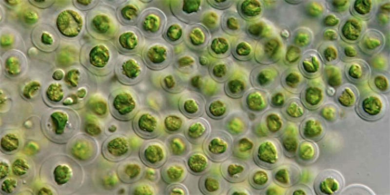 浮游植物：地球生态系统中重要的光合作用微型生物