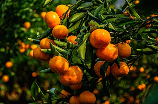 如何种植健康美味的柑橘园？四个简单步骤助你成为经验丰富的柑橘种植专家！-安远脐橙