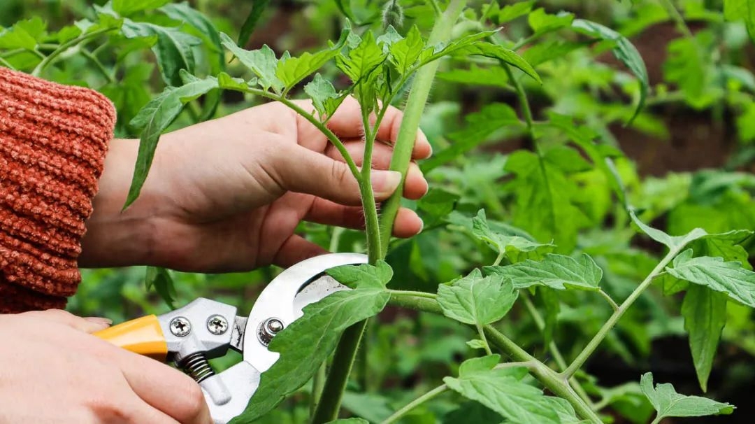 养花新手如何成功栽种番茄？详细的种植技巧和注意事项