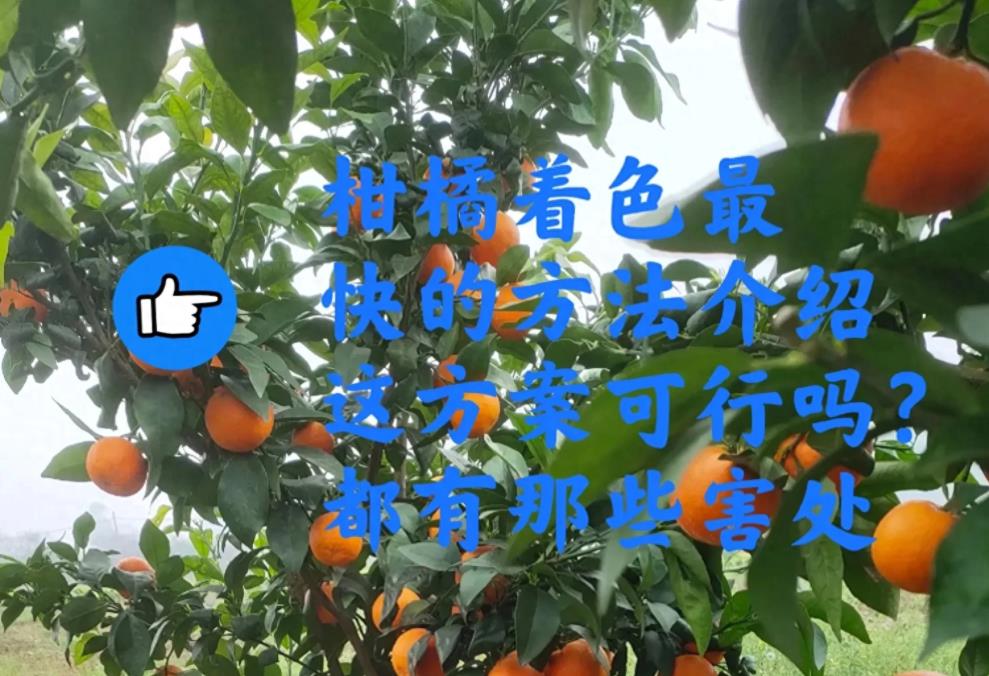 催红柑橘的正确方法和注意事项，如何保证品质和消费者健康-安远脐橙