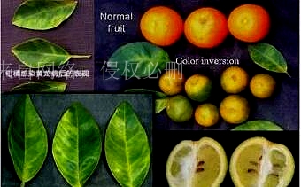 柑橘黄龙病：柑橘水果面临巨大威胁，如何抵御柑橘的头号杀手？