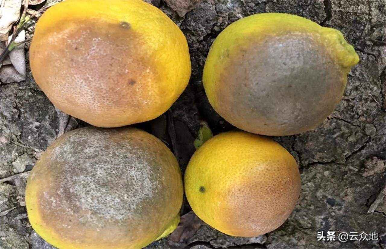九月柑橘成熟期，病虫害防治攻略全解析，有效控制炭疽病、褐腐病等