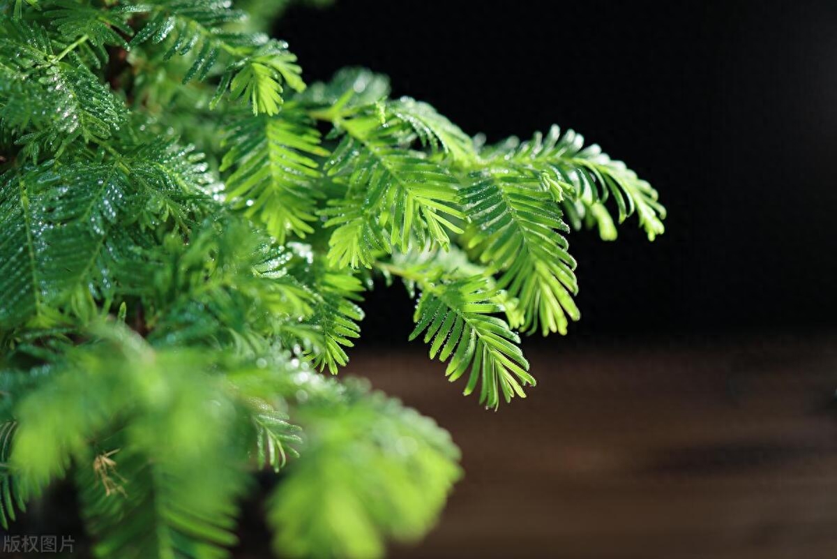 夏季水杉盆景养护指南，为您的水杉提供正确的夏季护理