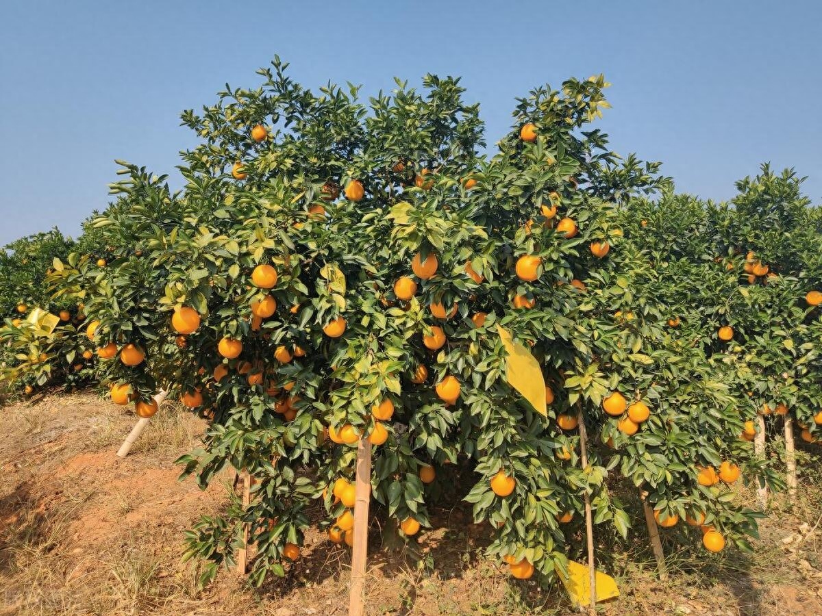 赣南脐橙：探索世界上最美味水果的产地和特点