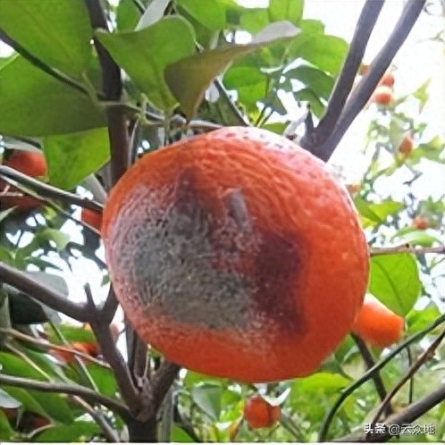 九月柑橘成熟期，病虫害防治攻略全解析，有效控制炭疽病、褐腐病等
