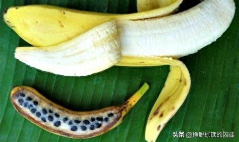 榨取香蕉种子的方法和用途