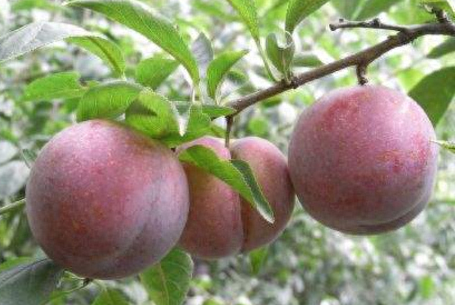 中国蔷薇科植物类群：苹果、山楂等多个种类详解，重量级大咖云集