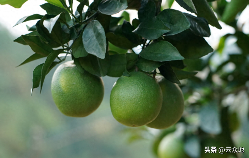 秋季柑橘栽培管理全攻略，关键词：柑橘、栽培管理、秋季、病虫防治、果实品质提升