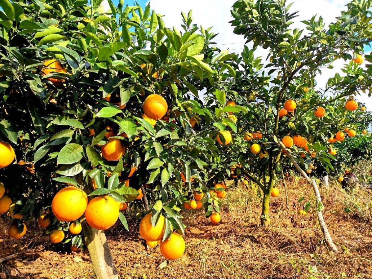 赣南脐橙——品味赣南土地的独特鲜美口感与营养价值