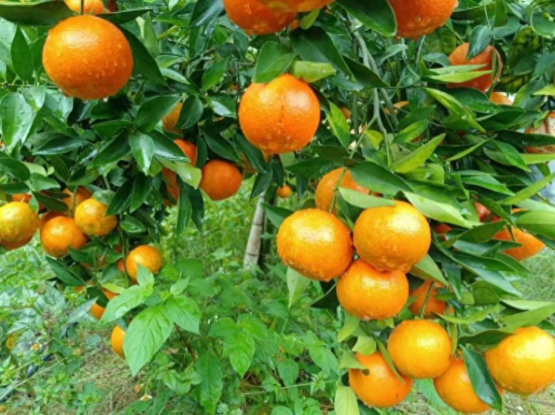 福建尤溪柑橘科技小院解决福建柑橘产业发展问题