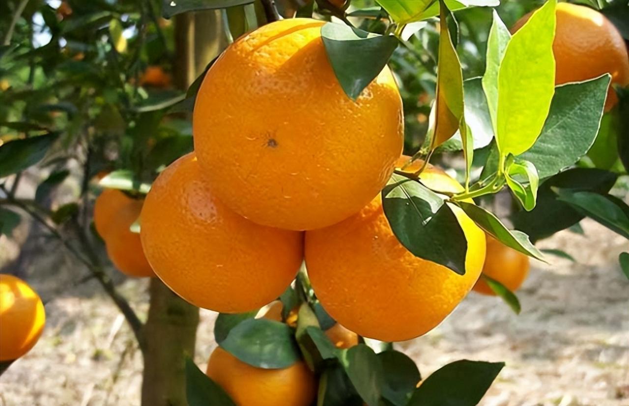 柑橘不甜着色不好？了解原因和解决措施！