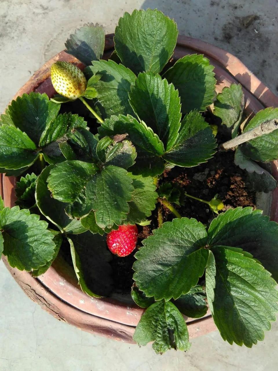 家庭种植草莓的注意事项及育苗技巧