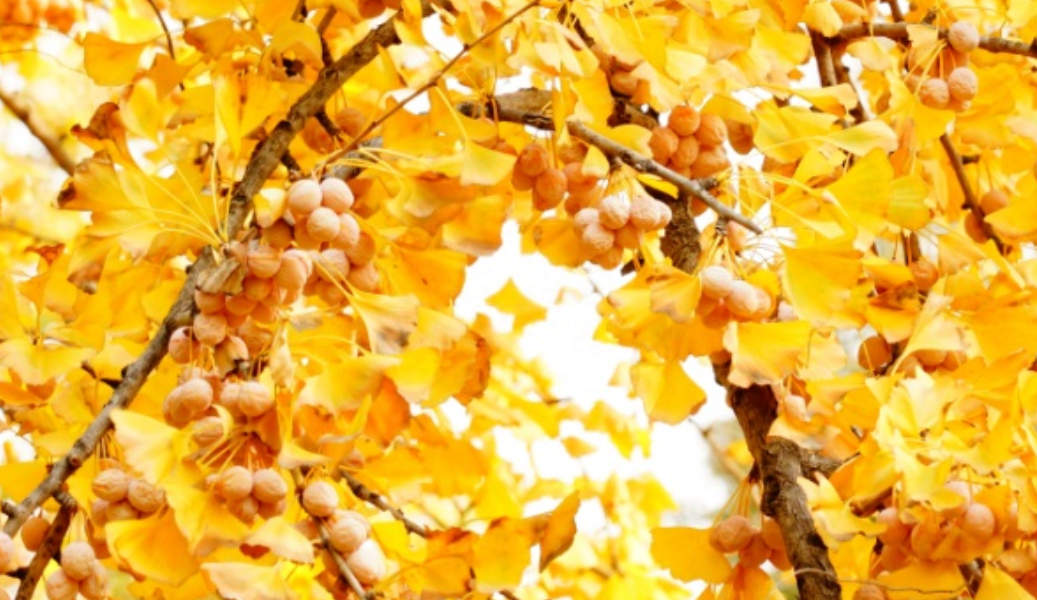 金秋十月，盘点庭院树木，这5种树最适合种在北方！