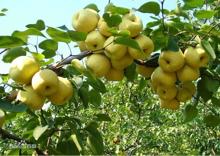 初秋硕果飘香-砀山酥梨的传统与创新之路