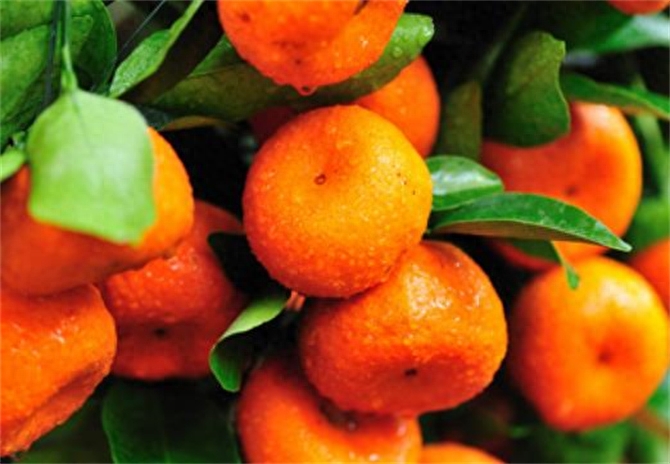 桔子和橘子是同一种水果吗？了解它们的区别和特点