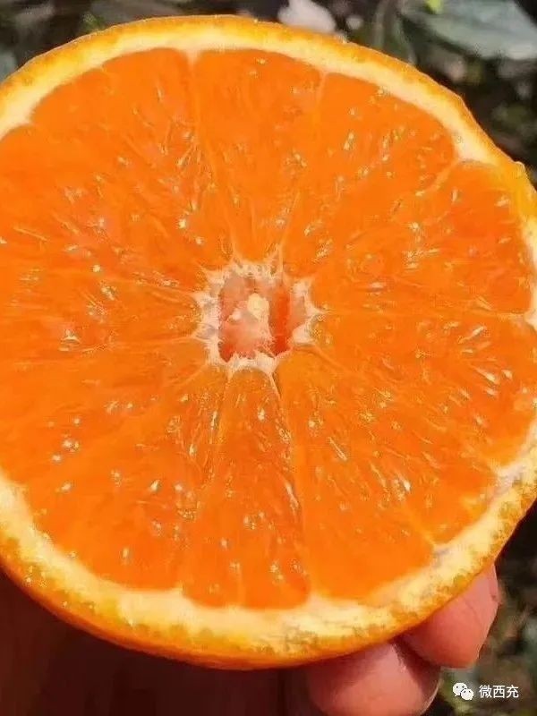 西凤脐橙：西充特产 教你如何挑选甜美多汁的优质柑桔