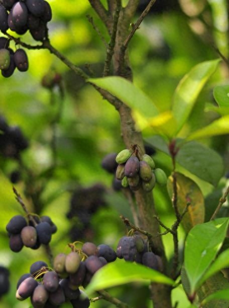桂花树果实与用途，桂花树结子桂的珍稀品种解析