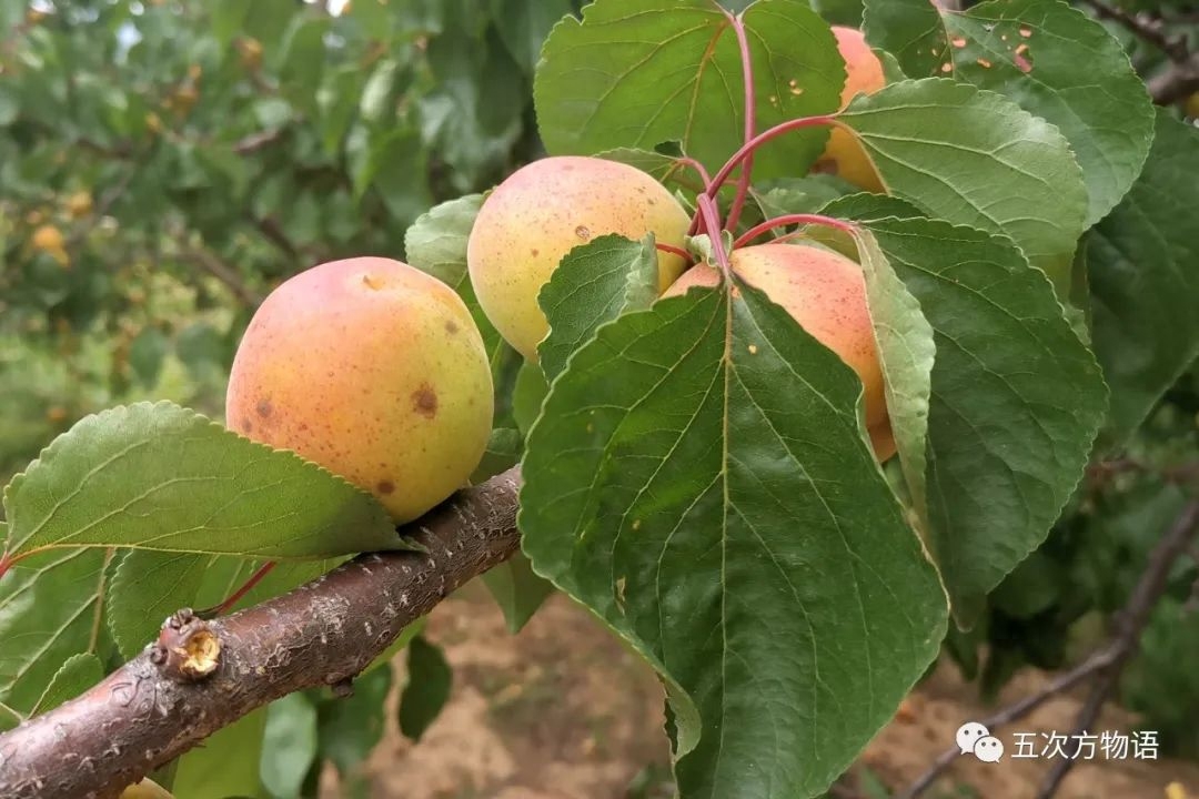 中国蔷薇科植物类群：苹果、山楂等多个种类详解，重量级大咖云集