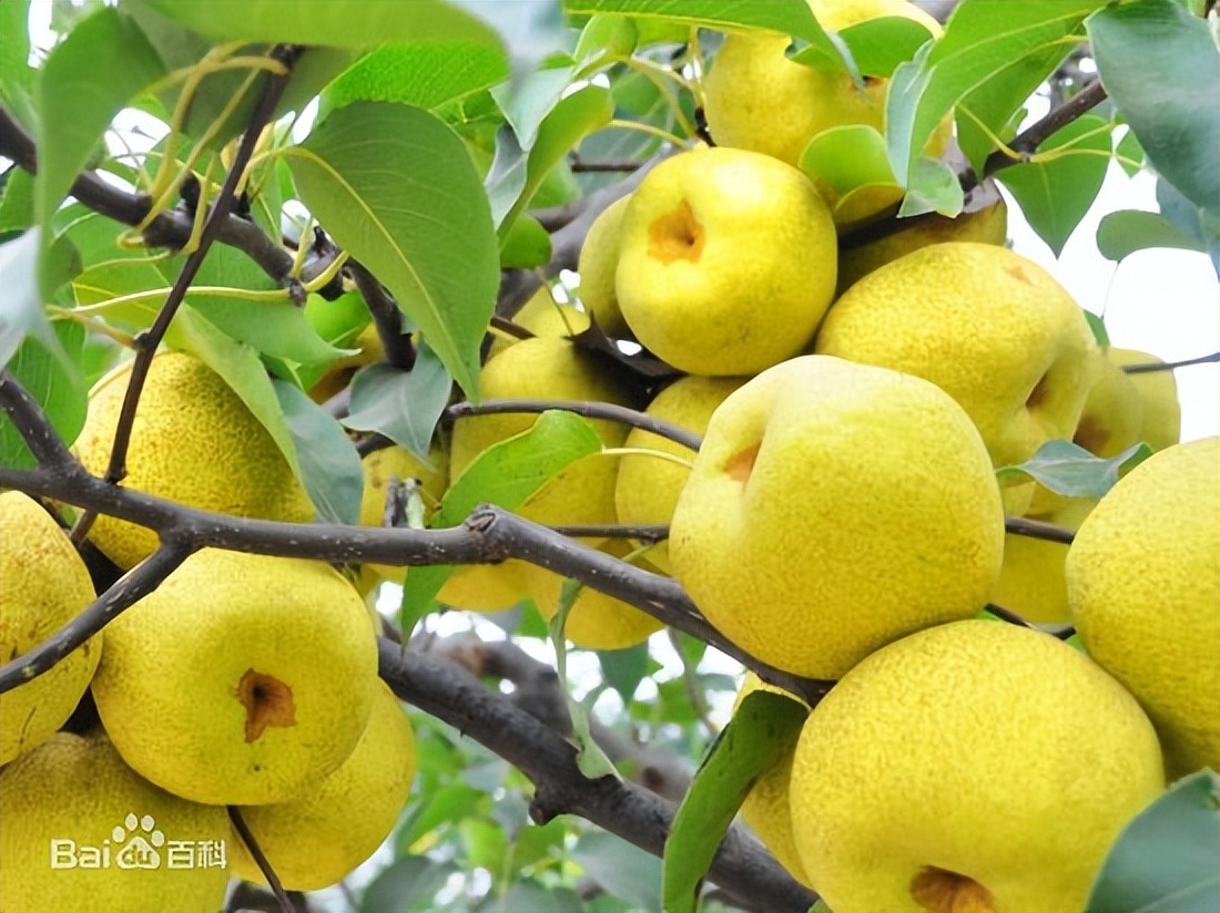 初秋硕果飘香-砀山酥梨的传统与创新之路