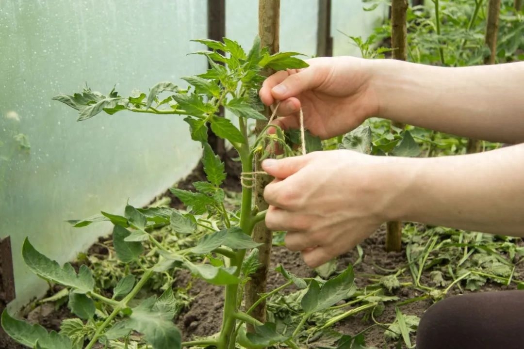 养花新手如何成功栽种番茄？详细的种植技巧和注意事项