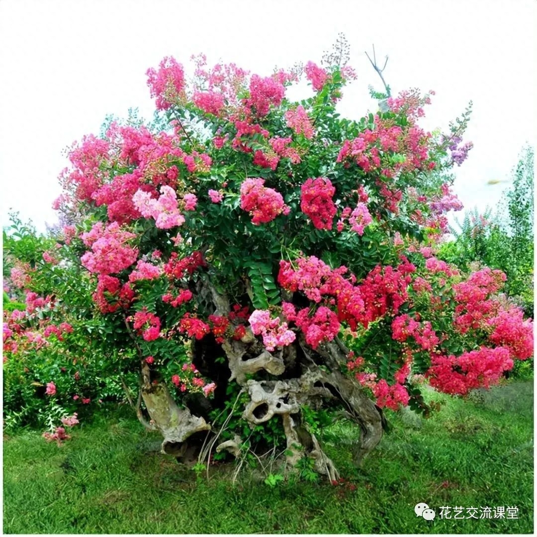 中国家庭的幸运之树：石榴、柿子、紫薇花、桂花树的象征意义和栽培技巧